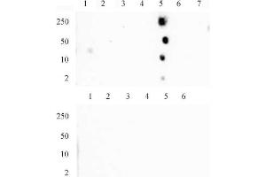 Histone H4 monomethyl Lys20 mAb (Clone 5E10-D8) tested by dot blot analysis.
