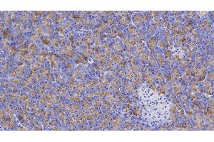 Detection of AMY1A in Human Pancreas Tissue using Polyclonal Antibody to Salivary Alpha Amylase (AMY1A) (Salivary Amylase alpha (AA 15-511) Antikörper)