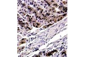 IHC : FOXP4 polyclonal antibody  (5 ug/mL) staining of formalin-fixed parrafin embedded mouse stomach. (FOXP4 Antikörper  (C-Term))