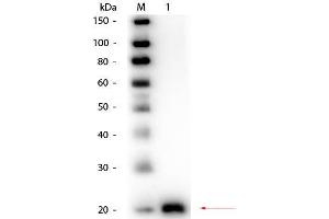 Western Blot of Rabbit anti-VEGF-165 Antibody Biotin Conjugated.