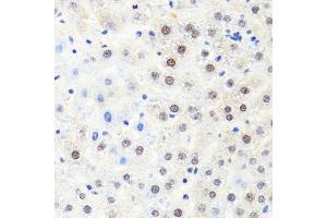 Immunohistochemistry of paraffin-embedded rat liver using POLR2B antibody.