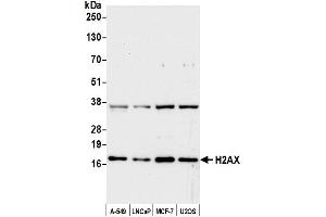 Western Blotting (WB) image for anti-H2A Histone Family, Member X (H2AFX) (C-Term) antibody (ABIN7449409)