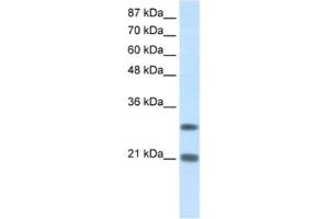 Western Blotting (WB) image for anti-Msh Momeobox 2 (Msx2) antibody (ABIN2461660) (Msx2/Hox8 Antikörper)