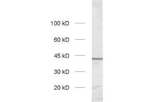 dilution: 1 : 1000, sample: synaptic vesicle fraction of rat brain (LP2) (Slc30a3 Antikörper  (AA 2-75))