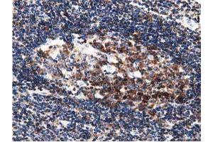 Immunohistochemistry (IHC) image for anti-DnaJ (Hsp40) Homolog, Subfamily A, Member 2 (DNAJA2) antibody (ABIN1497861) (DNAJA2 Antikörper)