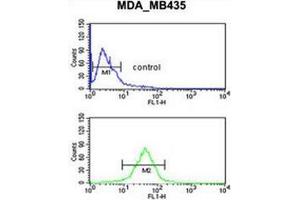 Flow cytometric analysis of MDA-MB435 cells (bottom histogram) compared to a negative control cell (top histogram) using GPR17 Antibody . (GPR17 Antikörper  (Middle Region))