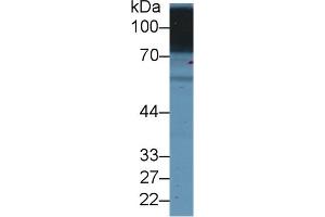 Detection of SLC3A2 in Human Hela cell lysate using Polyclonal Antibody to Solute Carrier Family 3, Member 2 (SLC3A2) (SLC3A2 Antikörper  (AA 213-349))