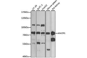 Western blot analysis of extracts of various cell lines, using ANKZF1 antibody (ABIN6290010) at 1:3000 dilution. (ANKZF1 Antikörper)