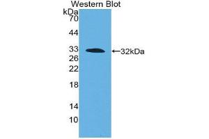 Western Blotting (WB) image for anti-Coagulation Factor III (thromboplastin, Tissue Factor) (F3) (AA 30-251) antibody (ABIN1078582) (Tissue factor Antikörper  (AA 30-251))