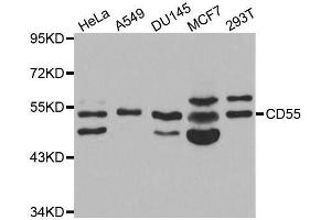 Western blot analysis of extracts of various cell lines, using CD55 antibody. (CD55 Antikörper  (AA 40-300))