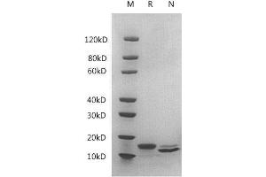 2μg of IL-3, Mouse was resolved with SDS-PAGE under reducing (R) and non-reducing (N) conditions and visualized by Coomassie Blue staining. (IL-3 Protein (AA 33-166))