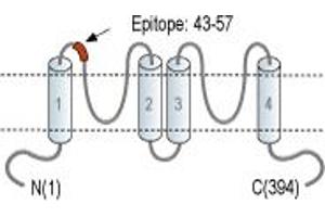Potassium Channel Subfamily K Member 15 (KCNK15) peptide