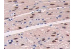 Immunohistochemistry (IHC) image for anti-Adenosine Kinase (ADK) (AA 1-361) antibody (ABIN7440812)