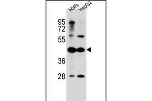 C10orf129 Antibody (C-term) (ABIN656532 and ABIN2845798) western blot analysis in A549,HepG2 cell line lysates (35 μg/lane). (C10ORF129 Antikörper  (C-Term))