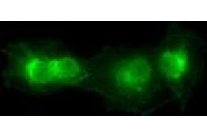 Anti-SOX17 mouse monoclonal antibody (ABIN2452377) immunofluorescent staining of COS7 cells transiently transfected by pCMV6-ENTRY SOX17 (RC220888). (SOX17 Antikörper  (AA 177-414))