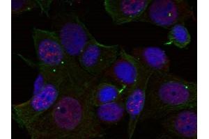 Immunofluorescence staining of methanol-fixed Hela cells using Rel(Phospho-Ser503) Antibody. (c-Rel Antikörper  (pSer503))