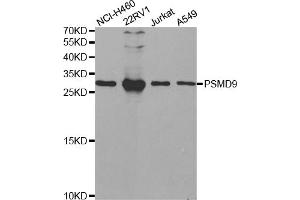 Western blot analysis of extracts of various cell lines, using PSMD9 antibody (ABIN5973093) at 1/1000 dilution. (PSMD9 Antikörper)