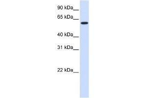 UGT8 antibody used at 1 ug/ml to detect target protein. (UGT8 Antikörper  (Middle Region))