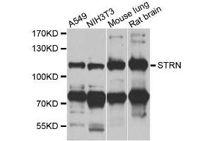 Western blot analysis of extracts of various cell lines, using STRN antibody. (Striatin Antikörper  (AA 581-780))