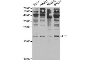 Western Blotting (WB) image for anti-Leptin (LEP) antibody (ABIN1876874) (Leptin Antikörper)