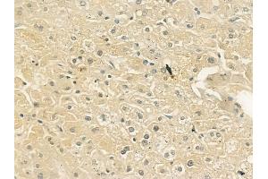 anti-Fibroblast Growth Factor 18 (FGF18) (Internal Region) antibody