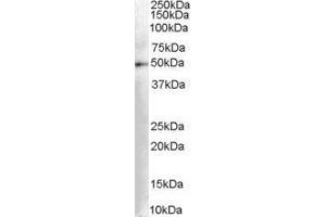 Western Blotting (WB) image for Dopa Decarboxylase (Aromatic L-Amino Acid Decarboxylase) (DDC) peptide (ABIN370033) (Dopa Decarboxylase (Aromatic L-Amino Acid Decarboxylase) (DDC) Peptid)