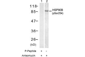 Image no. 1 for anti-Heat Shock Protein 90kDa alpha (Cytosolic), Class B Member 1 (HSP90AB1) (pSer254) antibody (ABIN196934) (HSP90AB1 Antikörper  (pSer254))