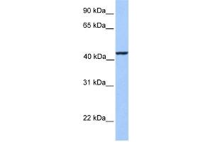 WB Suggested Anti-KLC3 Antibody Titration: 0. (KLC3 Antikörper  (Middle Region))