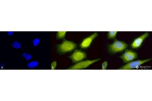 Immunocytochemistry/Immunofluorescence analysis using Rabbit Anti-AHA1 Polyclonal Antibody . (AHSA1 Antikörper  (FITC))