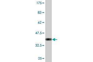 Western Blot detection against Immunogen (36. (IdnK Antikörper  (AA 41-141))