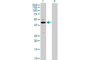 Western Blot analysis of MAPK3 expression in transfected 293T cell line by MAPK3 MaxPab polyclonal antibody. (ERK1 Antikörper  (AA 1-379))