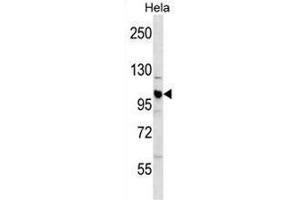 CUL1 Antibody (C-term) western blot analysis in Hela cell line lysates (35µg/lane). (Cullin 1 Antikörper  (C-Term))