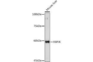 Western blot analysis of extracts of Mouse liver, using RBPJKK Rabbit pAb (ABIN6131815, ABIN6146805, ABIN6146806 and ABIN6221327) at 1:500 dilution. (RBPJ Antikörper  (AA 1-260))