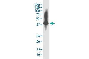 KIAA1191 monoclonal antibody (M01), clone 2F7.