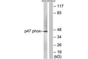 Western blot analysis of extracts from COLO205, using p47 phox (Ab-304) Antibody. (NCF1 Antikörper  (AA 281-330))