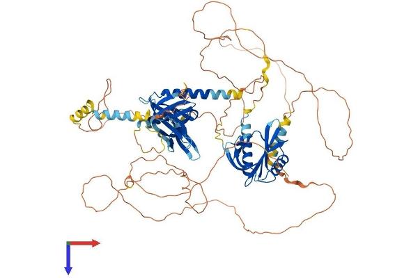 APBB2 Protein (AA 1-760) (His tag)