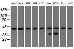 Image no. 2 for anti-Chromosome 9 Open Reading Frame 41 (C9orf41) antibody (ABIN1497061) (C9orf41 Antikörper)