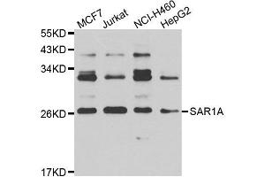 Western blot analysis of extracts of various cell lines, using SAR1A antibody. (SAR1A Antikörper)