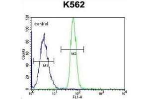 Flow cytometric analysis of K562 cells using LRRC63 Antibody (C-term) Cat. (LRRC63 Antikörper  (C-Term))