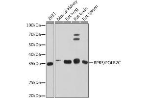 Western blot analysis of extracts of various cell lines, using RPB3/POLR2C antibody (ABIN7269458) at 1:500 dilution. (POLR2C Antikörper)