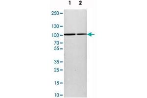 Western blot analysis of cell lysates with KIAA1024 polyclonal antibody  at 1:250-1:500 dilution. (KIAA1024 Antikörper)