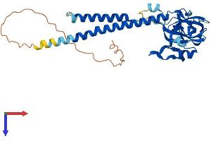SURF1 Protein (AA 1-306) (His tag)