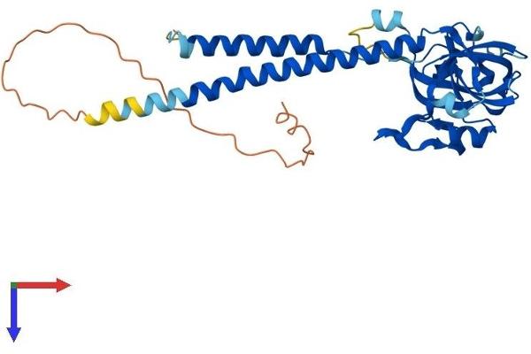 SURF1 Protein (AA 1-306) (His tag)