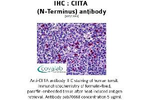 Image no. 1 for anti-Class II, Major Histocompatibility Complex, Transactivator (CIITA) (N-Term) antibody (ABIN1733098) (CIITA Antikörper  (N-Term))