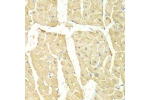Immunohistochemistry of paraffin-embedded mouse heart using PSMC2 antibody (ABIN1874379) at dilution of 1:100 (40x lens). (PSMC2 Antikörper)