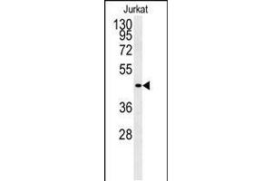 Western blot analysis of FFAR3 Antibody in Jurkat cell line lysates (35ug/lane) (FFAR3 Antikörper  (C-Term))