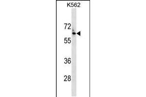 Western blot analysis in K562 cell line lysates (35ug/lane). (FZD7 Antikörper  (AA 202-229))
