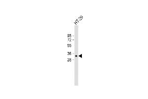 Anti-MyD88 Antibody (Center) at 1:2000 dilution + HT-29 whole cell lysate Lysates/proteins at 20 μg per lane.
