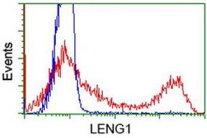 HEK293T cells transfected with either RC204931 overexpress plasmid (Red) or empty vector control plasmid (Blue) were immunostained by anti-LENG1 antibody (ABIN2454706), and then analyzed by flow cytometry. (Leng1 Antikörper)