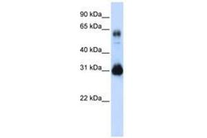 Image no. 1 for anti-SRY (Sex Determining Region Y)-Box 15 (SOX15) (C-Term) antibody (ABIN6740337) (SOX15 Antikörper  (C-Term))